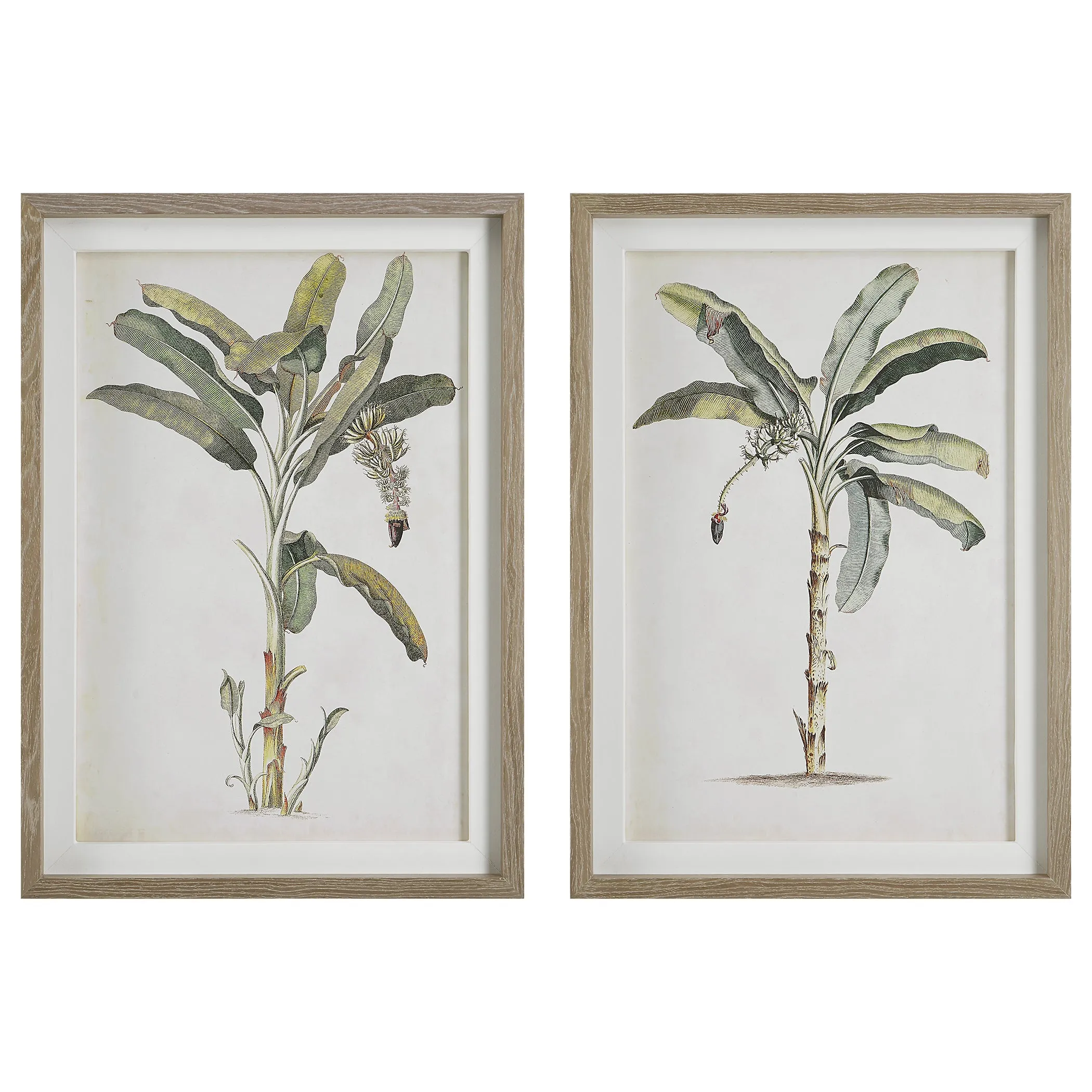 Uttermost Banana Palm Framed Prints, Set/2